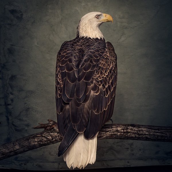 Clutch — Book of Bad Decisions (2018)